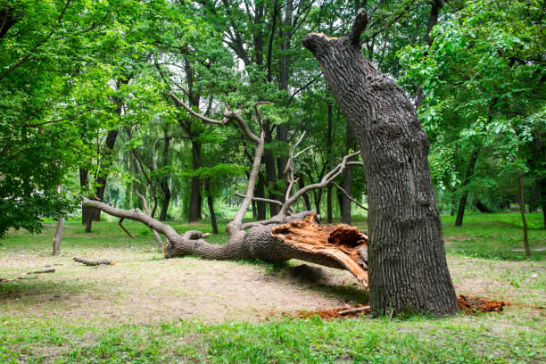 How Our Tree Care Process Works  in  Milford, OH